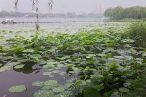 微山湖湿地红荷风景区